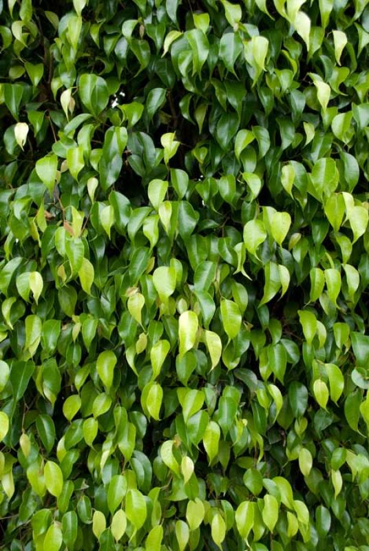 Ficus benjamina