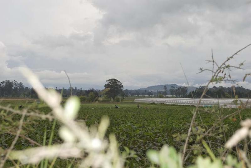 Cultivos en la Sabana de Bogota, Cundinamarca, Col...