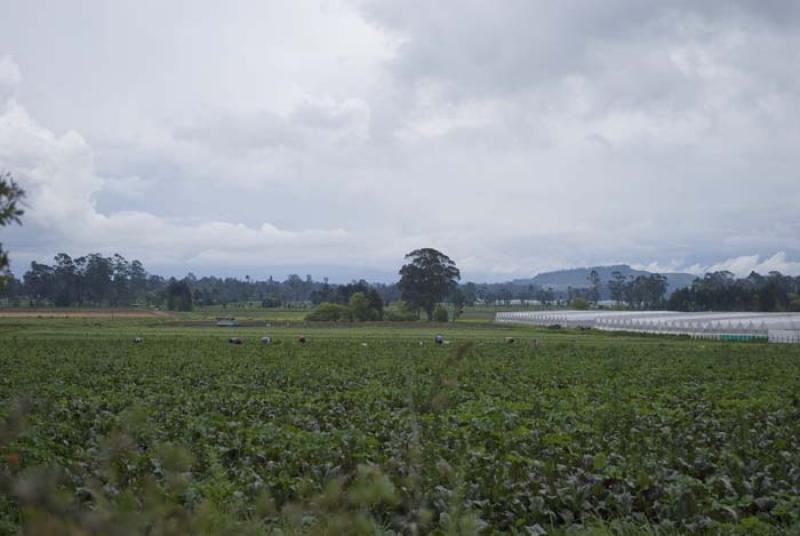 Cultivos en la Sabana de Bogota, Cundinamarca, Col...