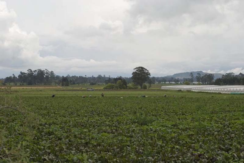 Cultivos en la Sabana de Bogota, Cundinamarca, Col...