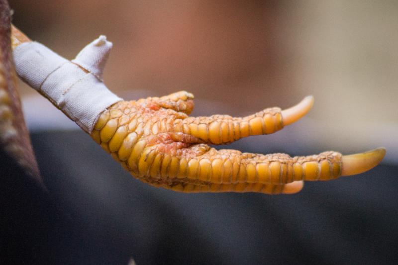 Espuelas de un Gallo