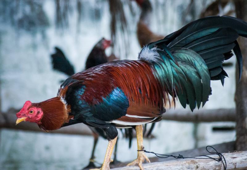 Pelea de Gallos, Isla Fuerte, Bolivar, Cartagena, ...