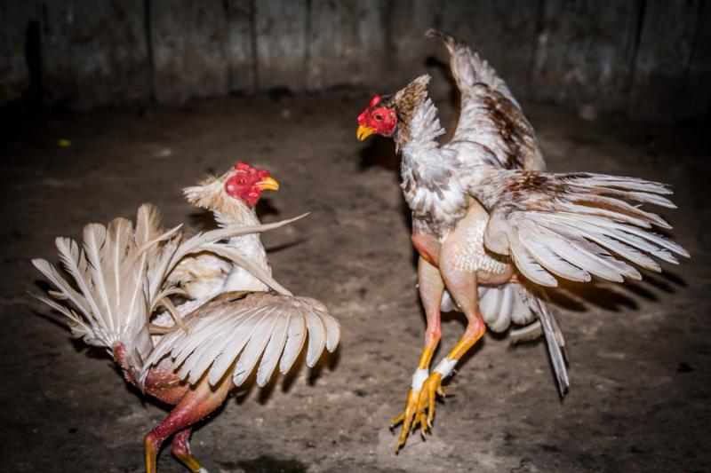 Pelea de Gallos, Isla Fuerte, Bolivar, Cartagena, ...