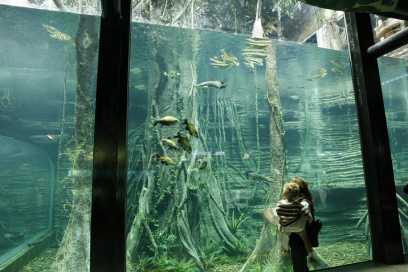 Acuario del Parque Explora, Medellin, Antioquia, C...