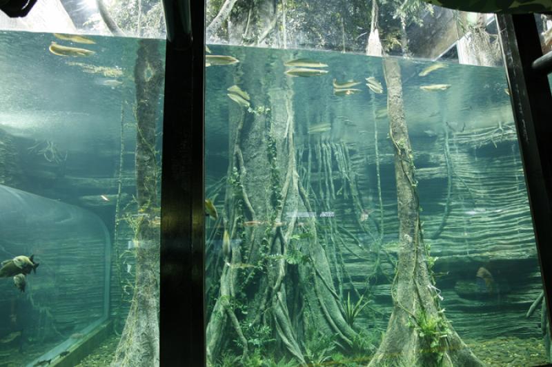 Acuario del Parque Explora, Medellin, Antioquia, C...