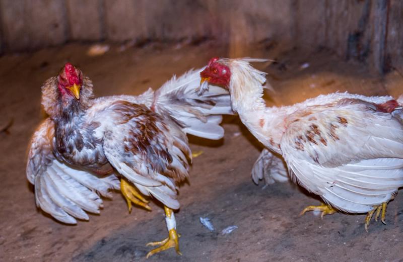 Pelea de Gallos, Isla Fuerte, Bolivar, Cartagena, ...