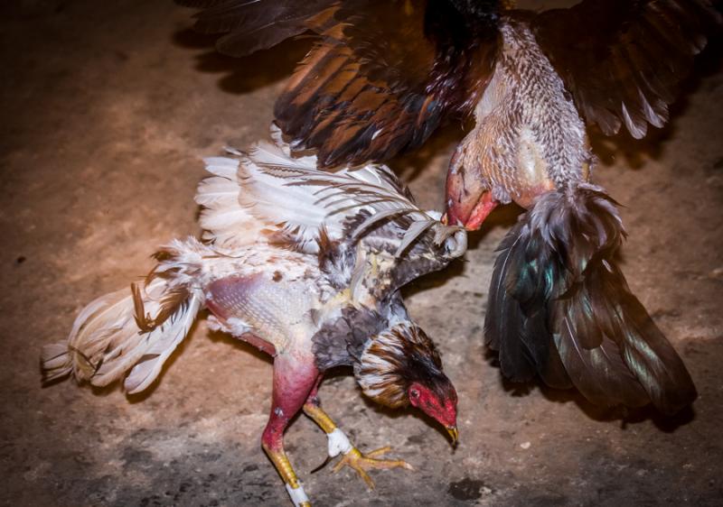 Pelea de Gallos, Isla Fuerte, Bolivar, Cartagena, ...