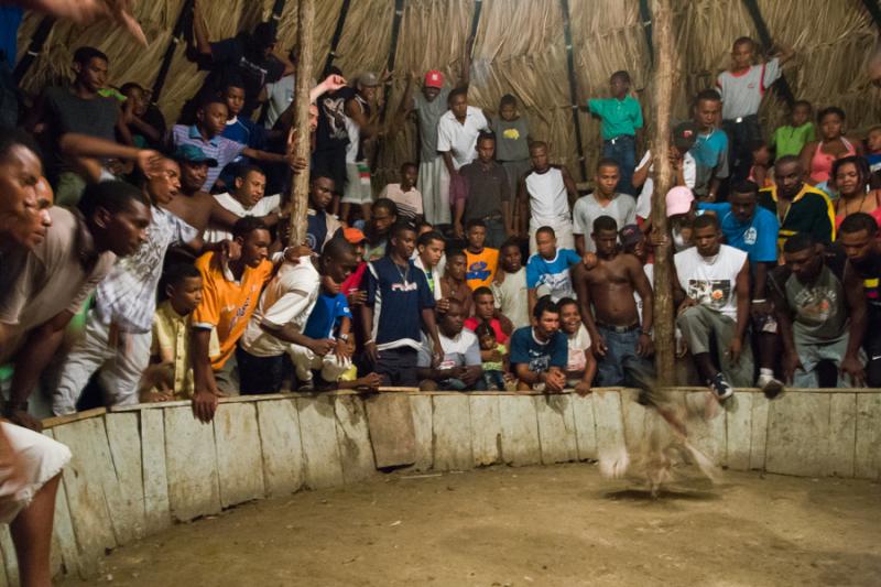 Pelea de Gallos, Isla Fuerte, Bolivar, Cartagena, ...