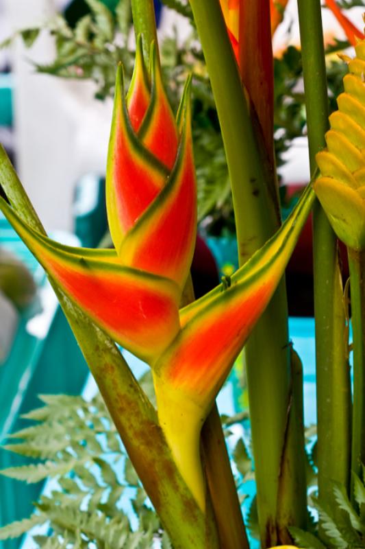 Heliconia bihai