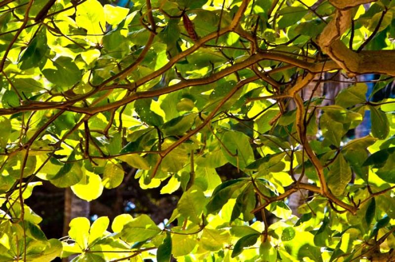 Detalle de un Arbol