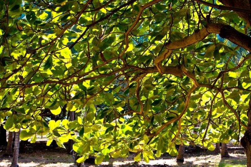 Detalle de un Arbol