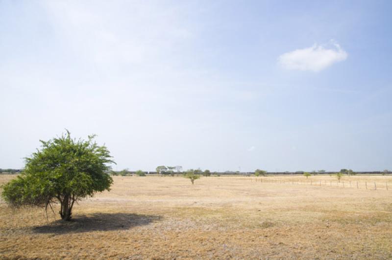 Arbol en el Campo, Valledupar, Cesar, Colombia