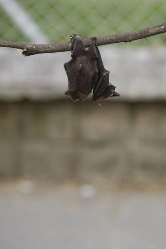 Chiroptera