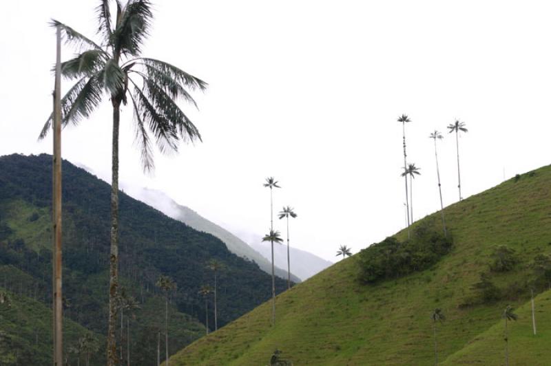 Valle del Cocora, Salento, Eje Cafetero, Quindio, ...