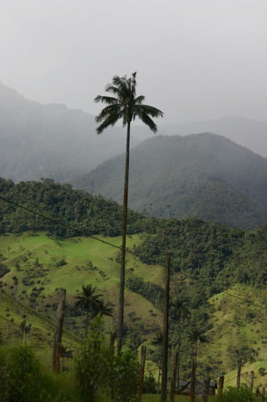 Valle del Cocora, Salento, Eje Cafetero, Quindio, ...