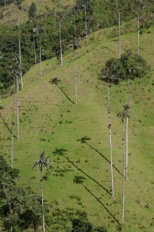 Valle del Cocora, Salento, Eje Cafetero, Quindio, ...