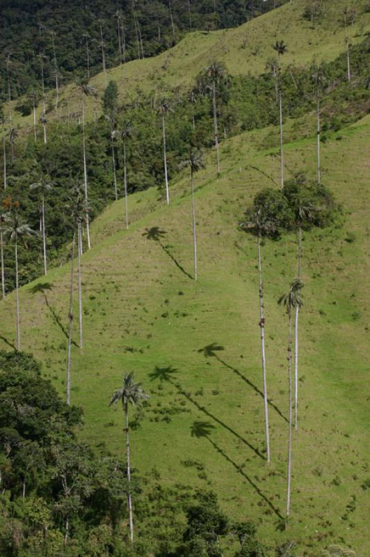 Valle del Cocora, Salento, Eje Cafetero, Quindio, ...