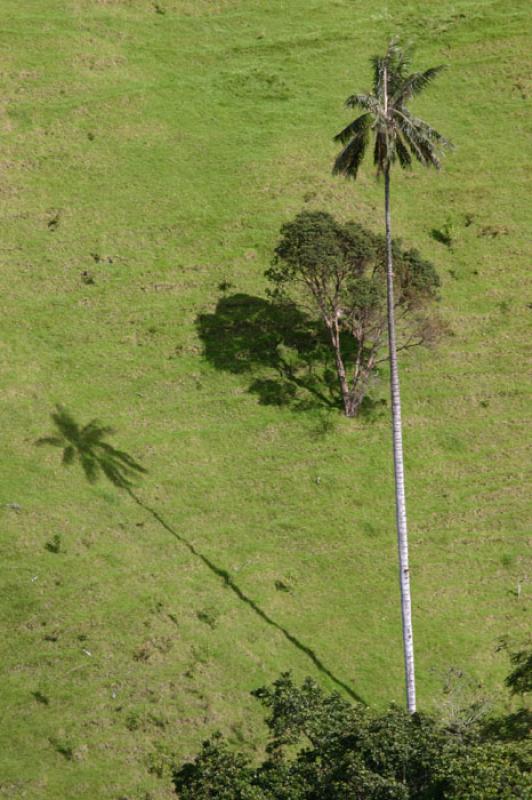 Valle del Cocora, Salento, Eje Cafetero, Quindio, ...