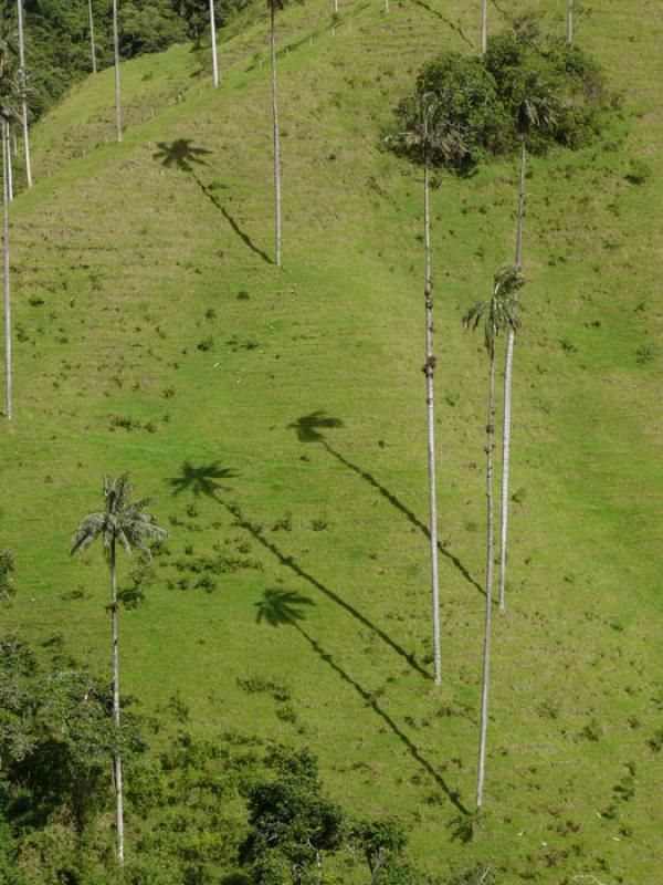 Valle del Cocora, Salento, Eje Cafetero, Quindio, ...