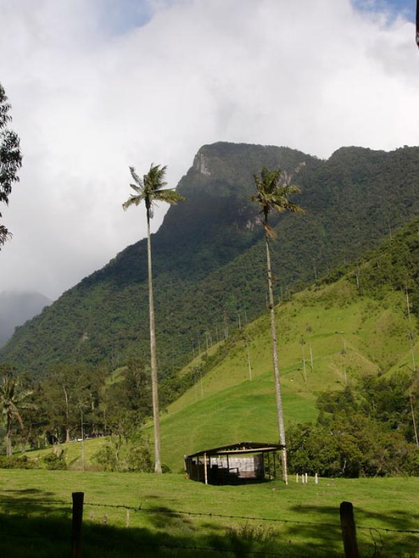 Valle del Cocora, Salento, Eje Cafetero, Quindio, ...