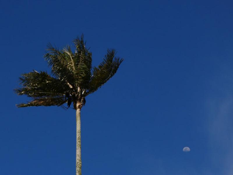 Valle del Cocora, Salento, Eje Cafetero, Quindio, ...