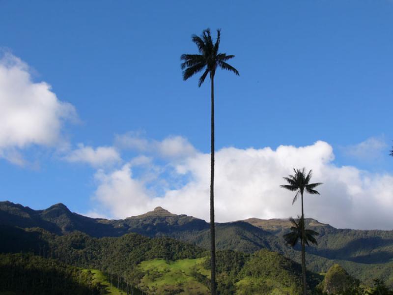 Valle del Cocora, Salento, Eje Cafetero, Quindio, ...