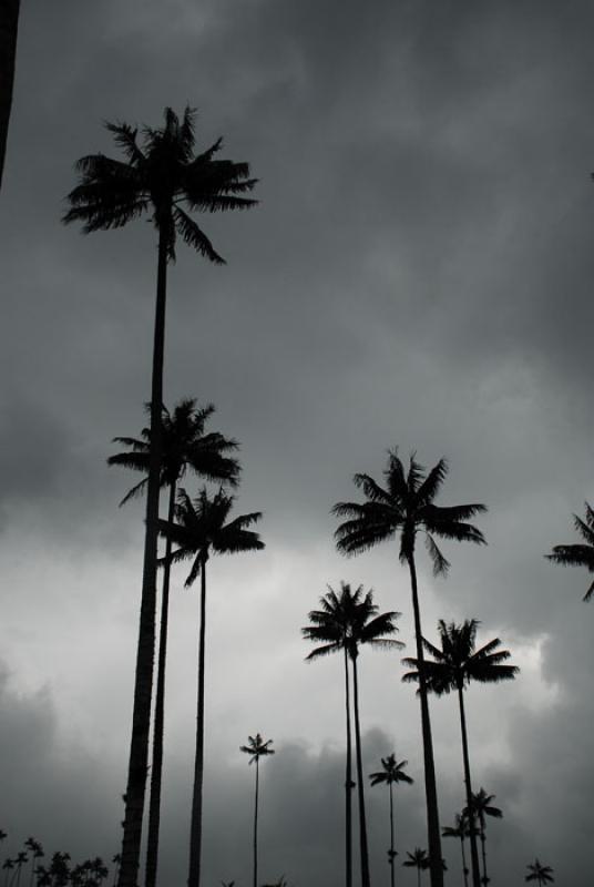 Valle del Cocora, Salento, Eje Cafetero, Quindio, ...