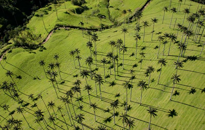 Valle del Cocora, Salento, Eje Cafetero, Quindio, ...