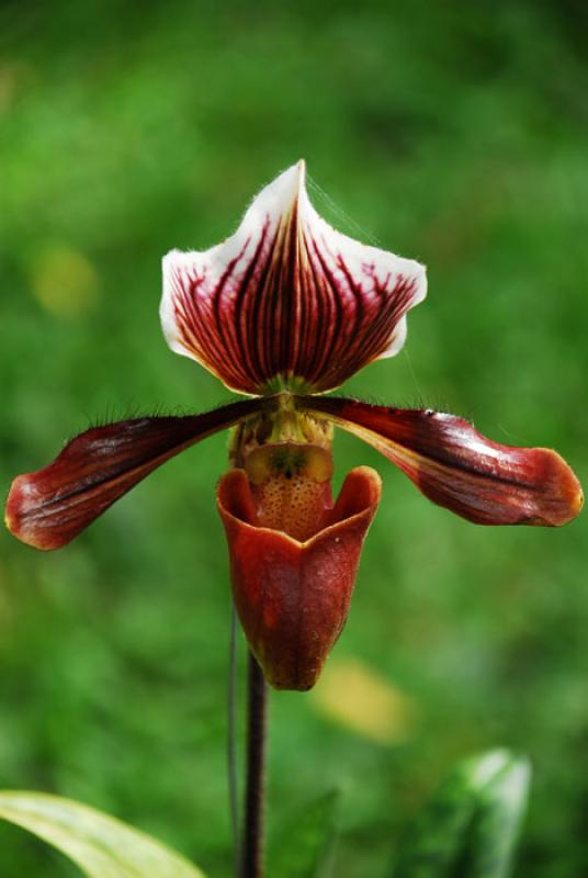 Paphiopedilum fowliei