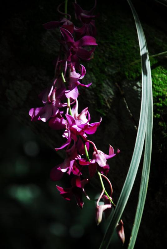 Dendrobium Garnet Jewel