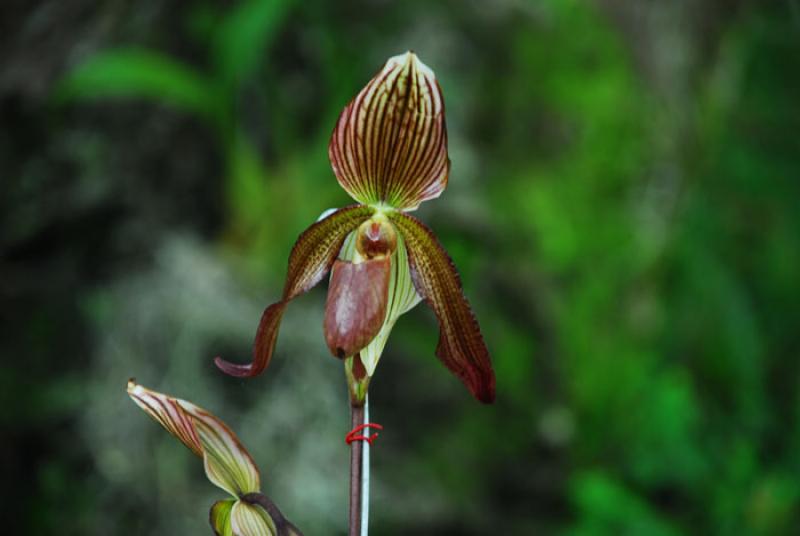 Paphiopedilum rothschildianum