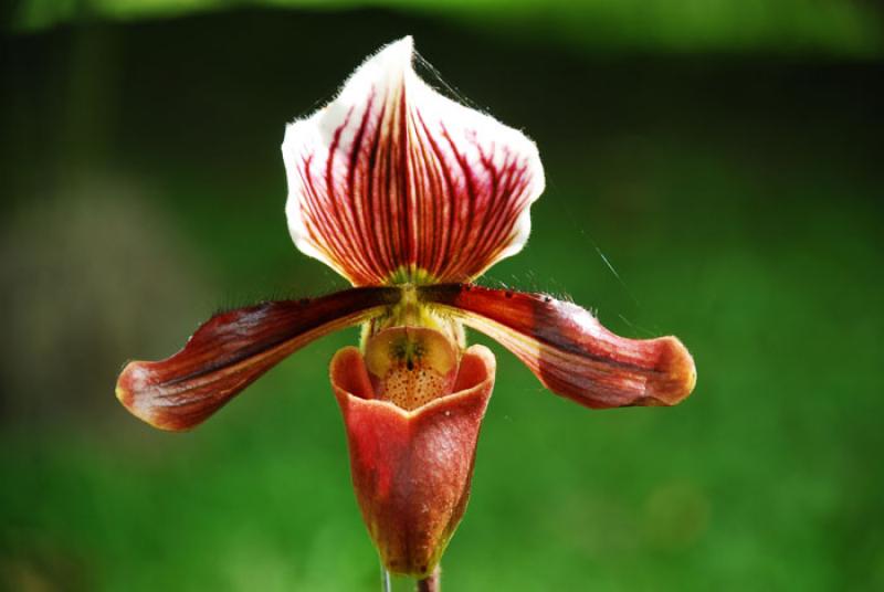 Paphiopedilum fowliei