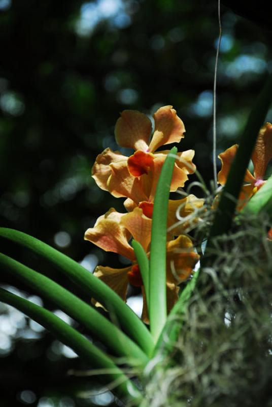 Vanda orchid