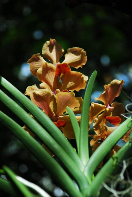 Vanda orchid