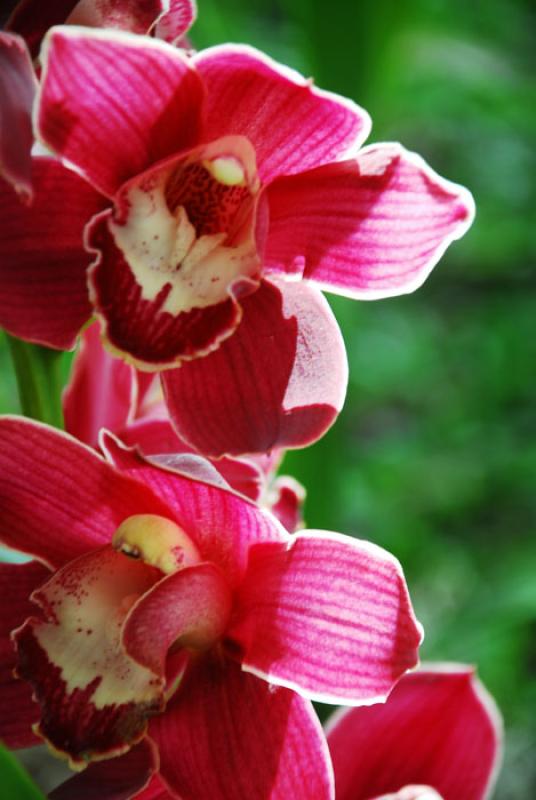 Cymbidium Valley