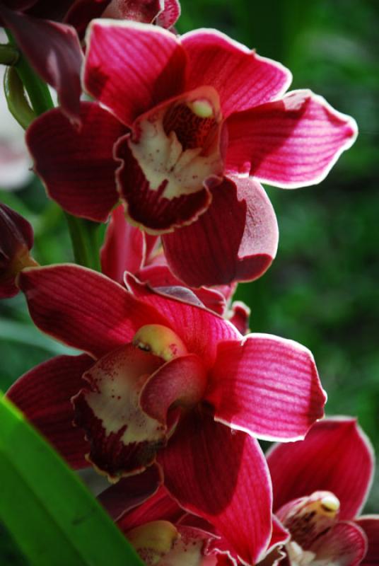 Cymbidium Valley