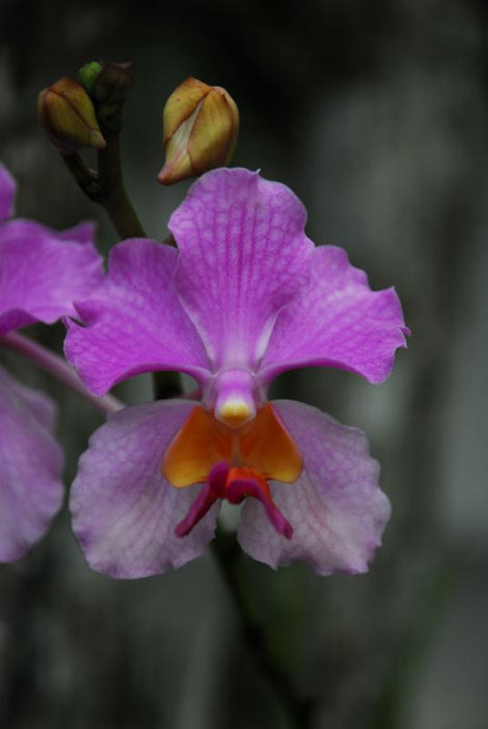 Cattleya