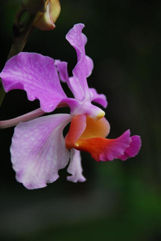 Cattleya