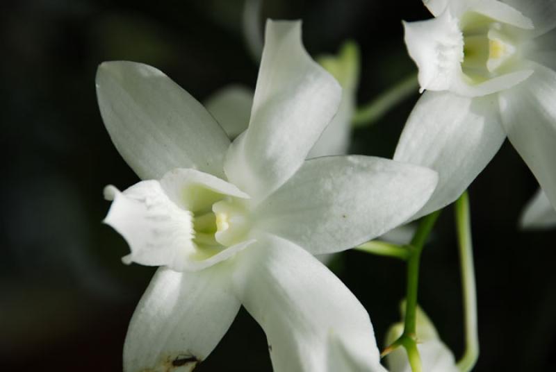 Dendrobium delicatum