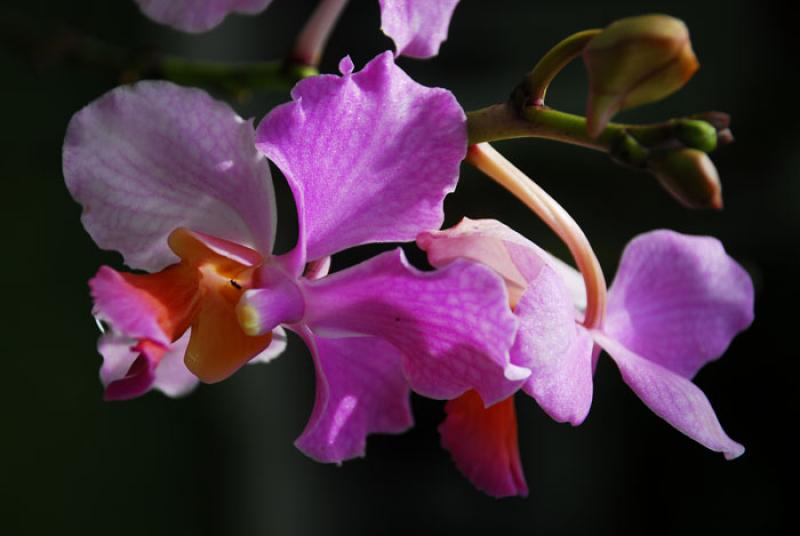 Cattleya