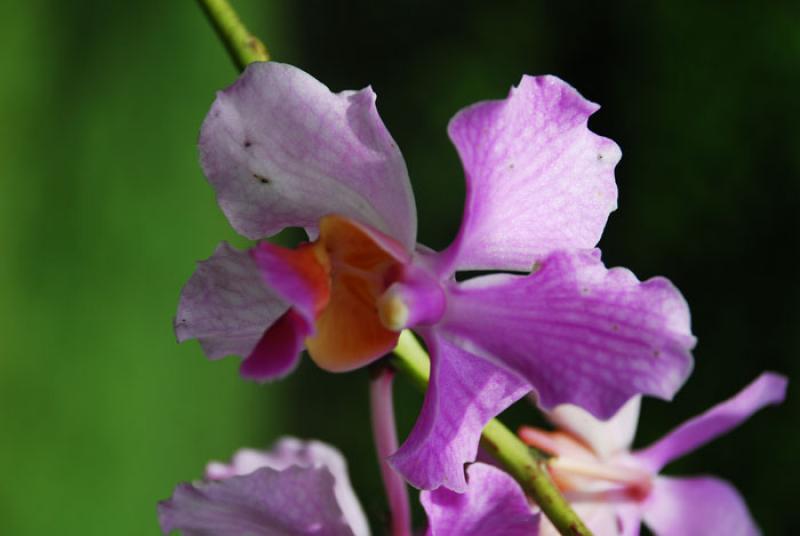 Cattleya