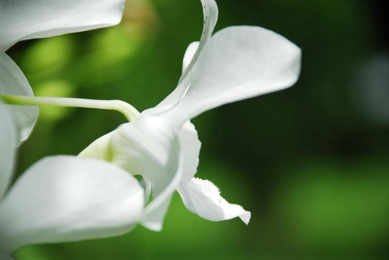 Dendrobium delicatum