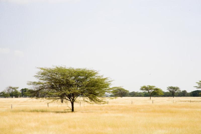 Arbol en el Campo, Valledupar, Cesar, Colombia