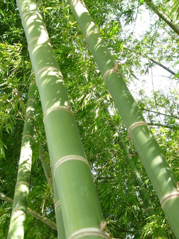 Bambusa guadua