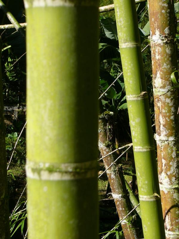 Bambusa guadua