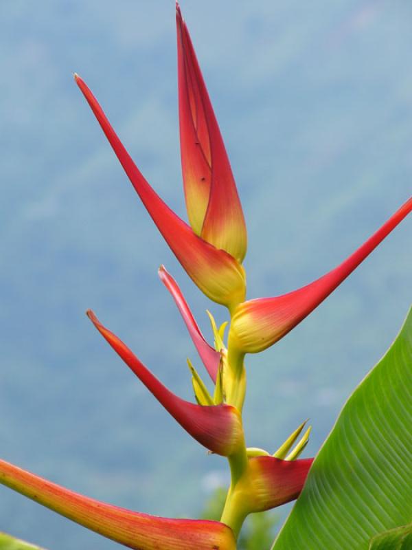 Heliconia bourgaeana