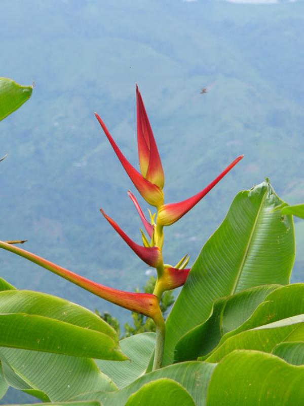 Heliconia bourgaeana