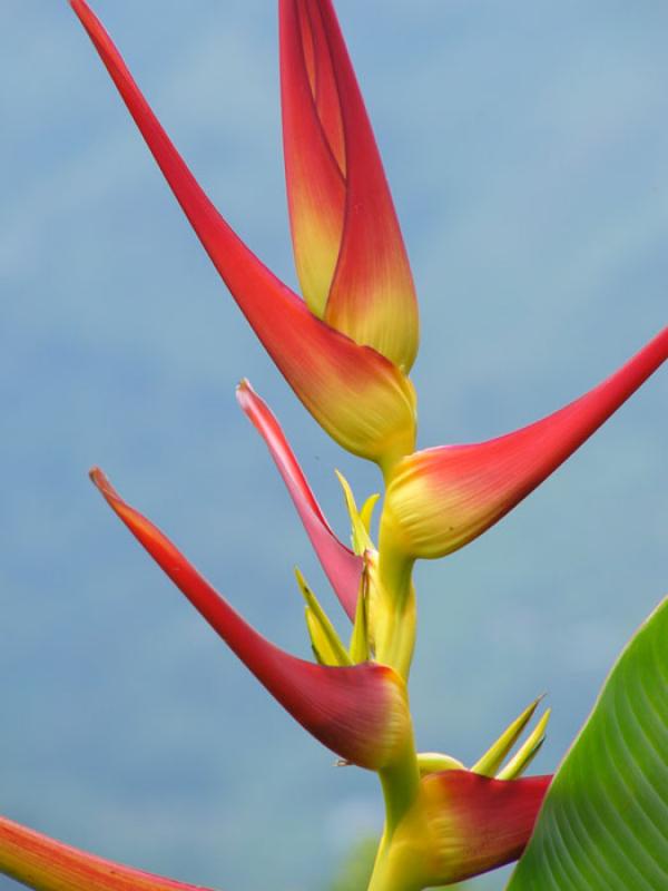 Heliconia bourgaeana