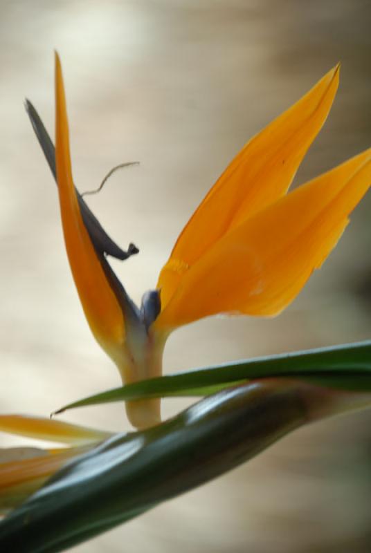 Strelitzia reginae