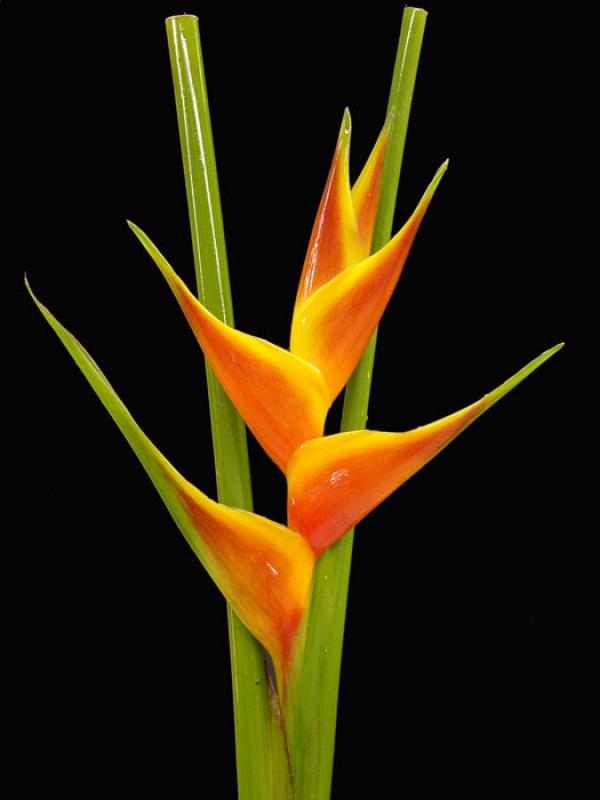 Heliconia bihai